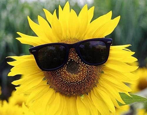 Image result for sunflower with sunglasses